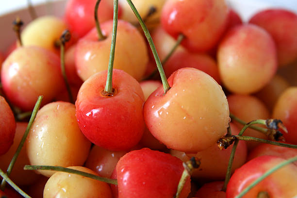 cherries stock photo