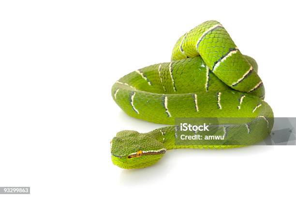 Świątynia Viper - zdjęcia stockowe i więcej obrazów Wąż - Wąż, Zielony kolor, Żmija
