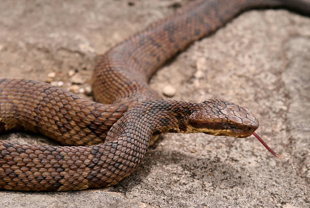 istock Cottonmouth Water Moccasin 93300001
