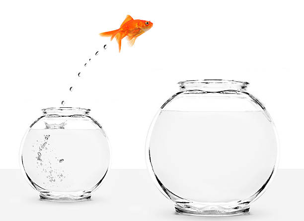 istock goldfish jumping from small to bigger bowl 93300094