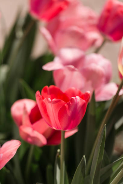 Springtime Pink Tulips in Waco, Texas.