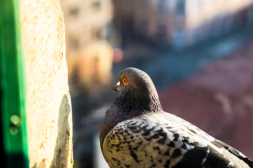 Close up color image depicting a pigeon looking in through a window at the camera. In the background the streets and buildings of old town Sibiu, Romania, are blurred out of focus. Room for copy space.