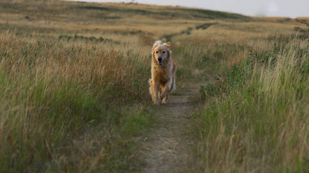 istock Dog running in grassland 933003652