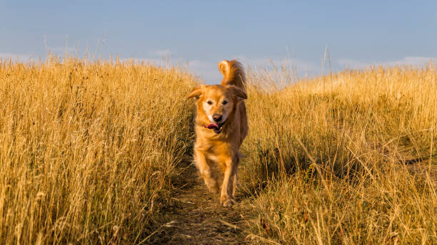 istock Dog running in grassland 933003776