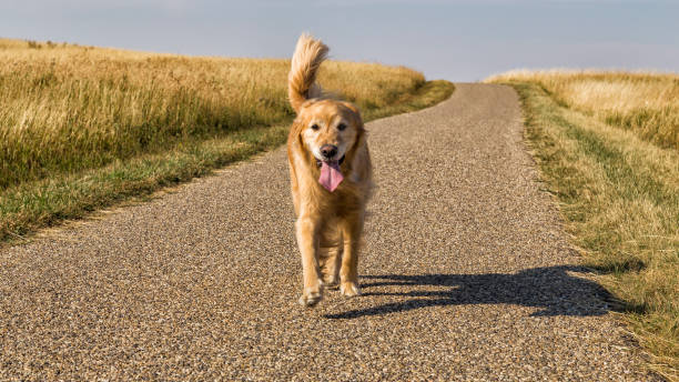 istock Dog running in grassland 933003912