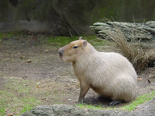 Capybara posing stock photo