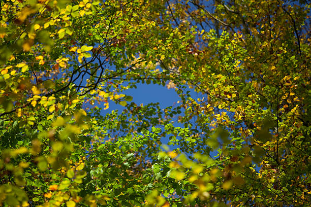 Autumn leaves stock photo
