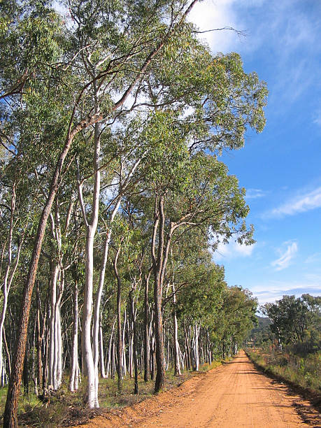 outback road en australia, nadie - outback 4x4 australia australian culture fotografías e imágenes de stock