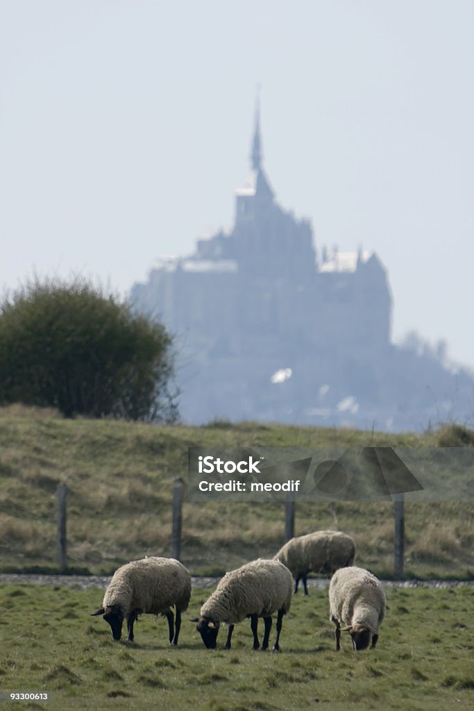 Mouton - Foto de stock de Aire libre libre de derechos