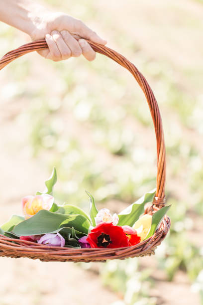 istock Basket of Tulips in Texas 933019374
