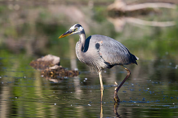 istock Great Blue Heron Fishing 93302453
