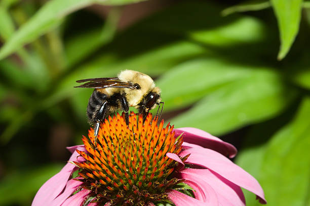 골든노던범블비 - pollenate 뉴스 사진 이미지