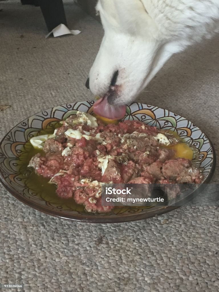 Siberian husky eating a raw dog food diet Raw diets for dogs consist of raw meat, eggs, and bones. This kind of diet is controversial due to people fearing salmonella and other food borne diseases. Other people believe this is the most naturAl type of diet for a dog Canada Stock Photo