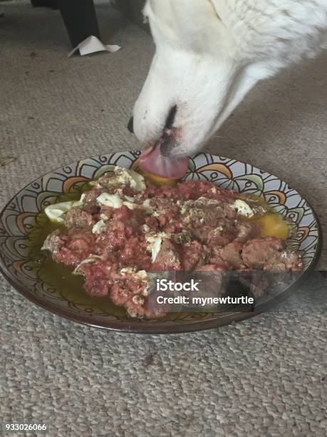 Siberian Husky Eating A Raw Dog Food Diet Stock Photo - Download Image Now - Canada, Close-up, Color Image