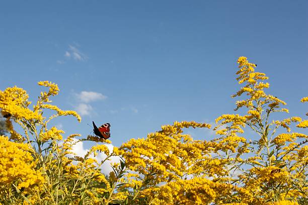 Butterfly on flowers in summer stock photo