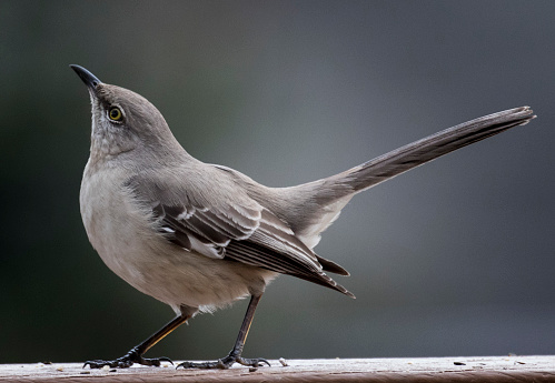 Gray wagtail (Motacilla cinerea)