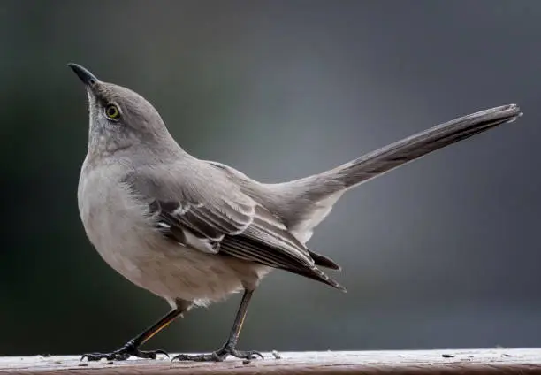 Photo of Mockingbird