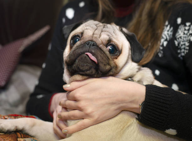 istock Dog with tongue sticking out 933039940