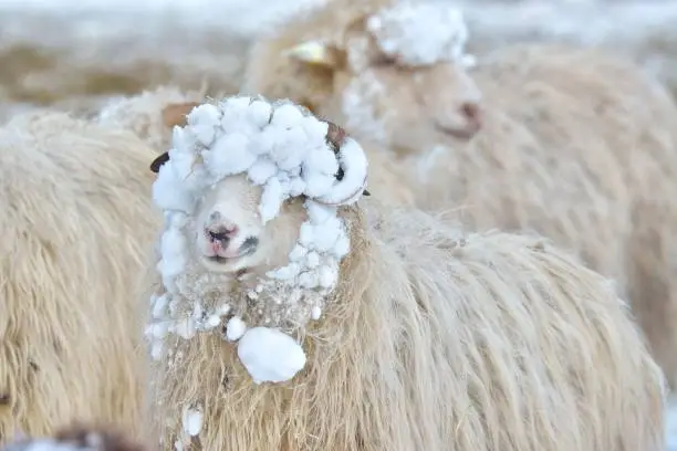 Photo of A sheep looks into the camera on a winter day