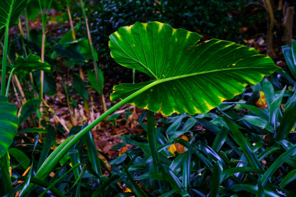 istock Trees and plants in the botanical garden. 933044224