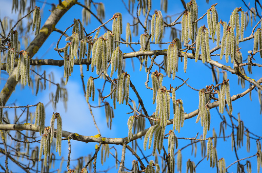 Many Aspen Buds Against the Blue Sky. Early Spring Background