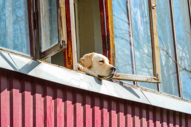 istock Dog Labrador Looking Out the Open Window 933090622