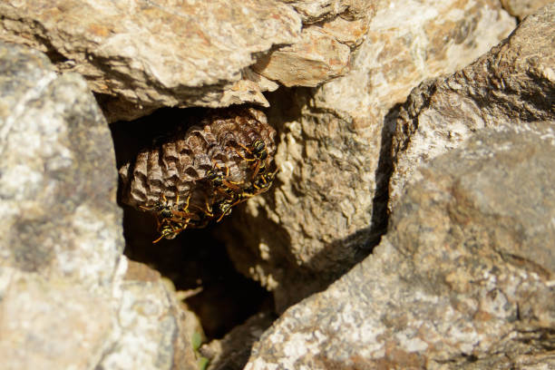 istock Nest of wasps between rocks 933090720