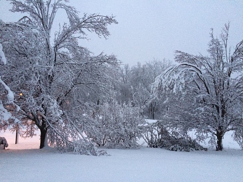 A heavy snow blankets trees in Somerset County, New Jersey.