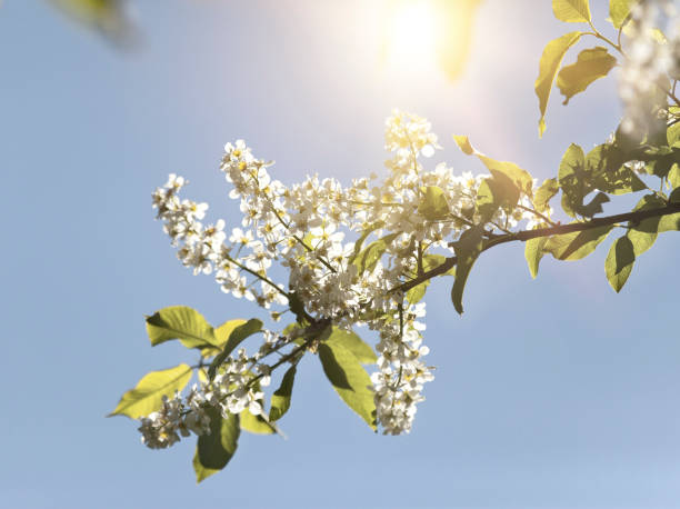 istock Bird cherry branches with white flowers  at a blue sky background 933094630
