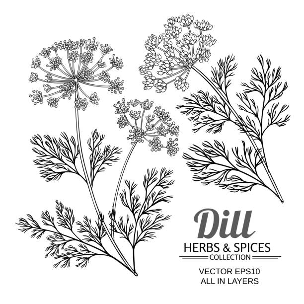 ilustrações, clipart, desenhos animados e ícones de aneto planta vector conjunto - fennel vegetable food white background
