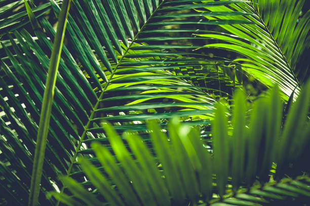 palm leafs - chlorophyll striped leaf natural pattern photos et images de collection