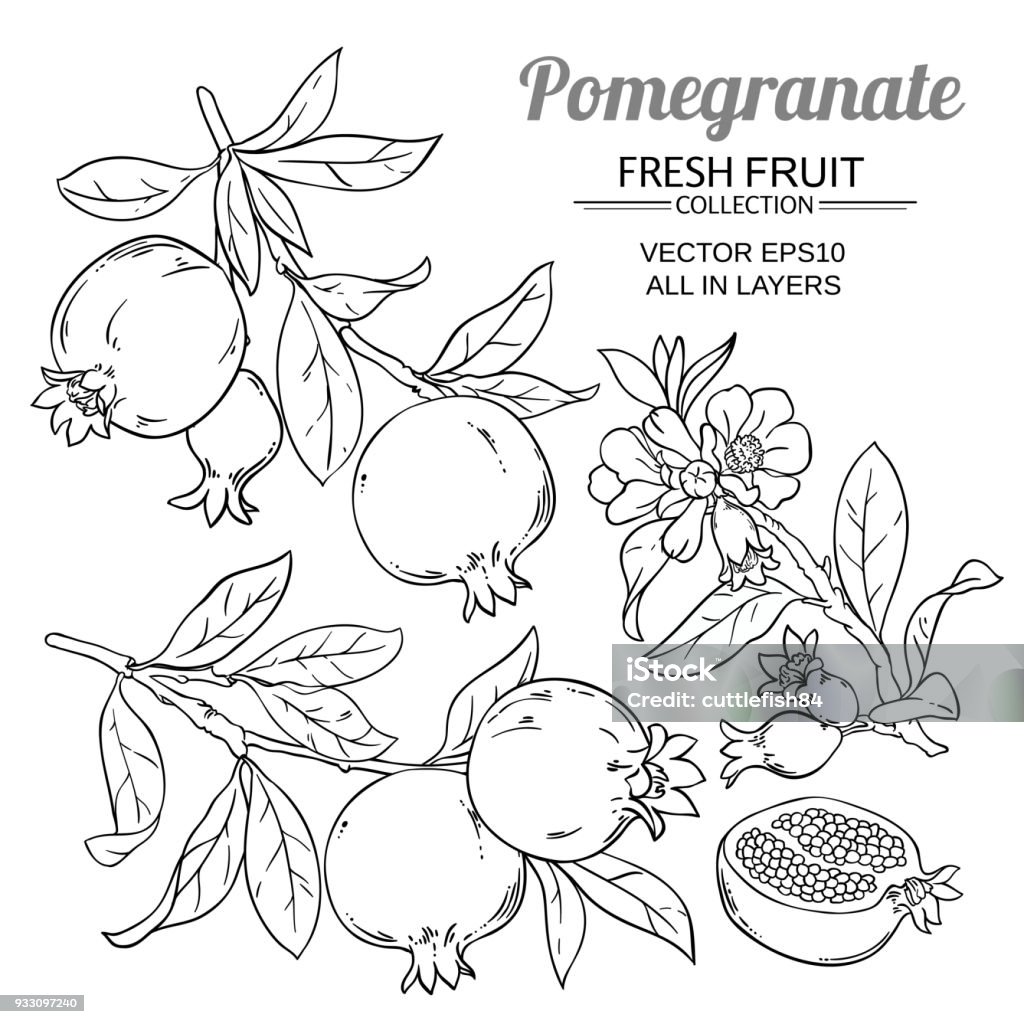 pomegranate branches vector set pomegranate branches vector set on white background Pomegranate stock vector