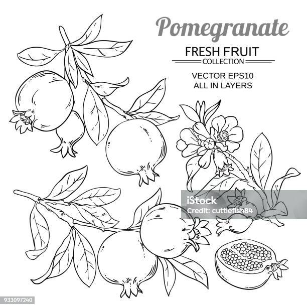 Pomegranate Branches Vector Set Stock Illustration - Download Image Now - Pomegranate, Sketch, Flower