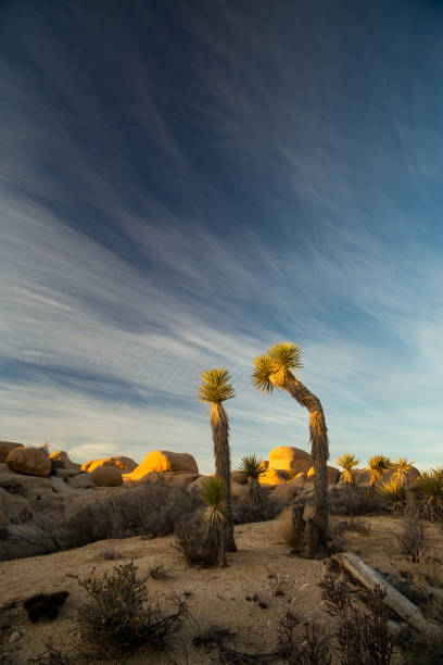 istock Two young Joshua Trees against blue sky 933098798
