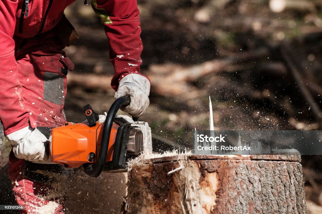 林業労働者のチェーンソーでトウヒの木の切り株の切断 - 取り除くのロイヤリティフリーストックフォト