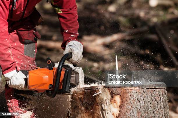 林業労働者のチェーンソーでトウヒの木の切り株の切断 - 取り除くのストックフォトや画像を多数ご用意 - 取り除く, 切り株, 樹木