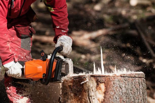 Forestry worker cutting the stump of a spruce tree with chainsaw stock photo