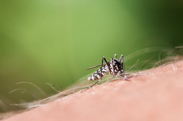 Tiger mosquito sucking blood on human hand stock photo