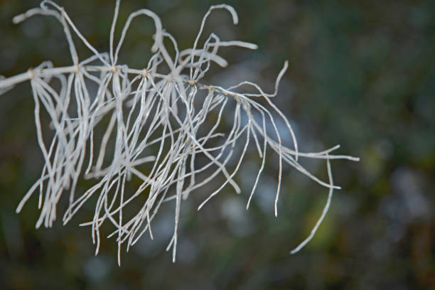 istock Stem of a plant on a blurred background 933102602
