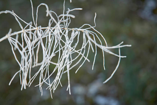 istock Stem of a plant on a blurred background 933102604