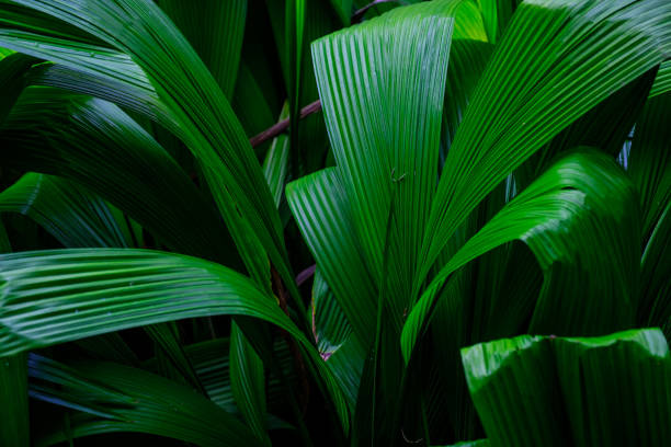 istock Trees and plants in the botanical garden. 933108988
