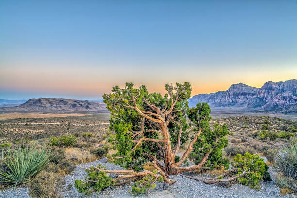 istock The Red Rock Canyon National Conservation Area in Nevada 933109080