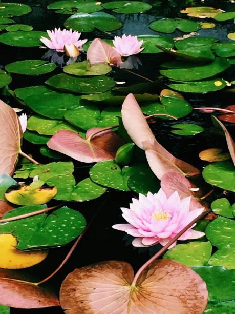 istock pink lotuses in a pond 933115248