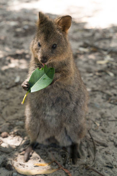 istock Quokka, Rottnest Island, Western Australia 933119030
