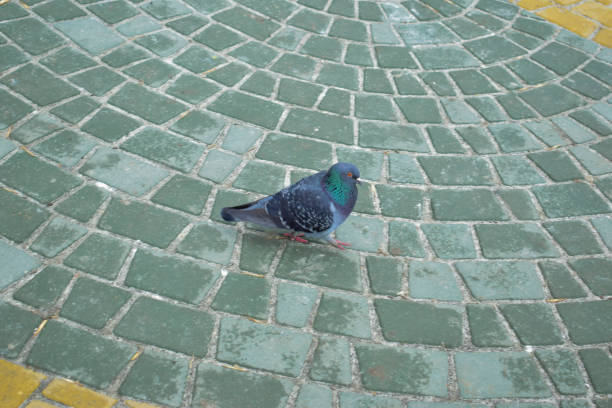 istock Free pigeon walking along the street. 933122894