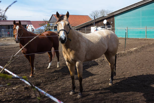 istock brown and white horses on a paddock when sun shines 933122902