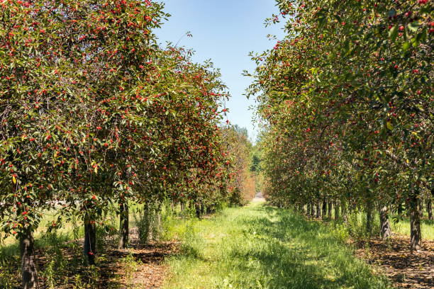 ミシガン州北部の桜の園で熟した果実でいっぱいの桜の木 - leelanau county ストックフォトと画像