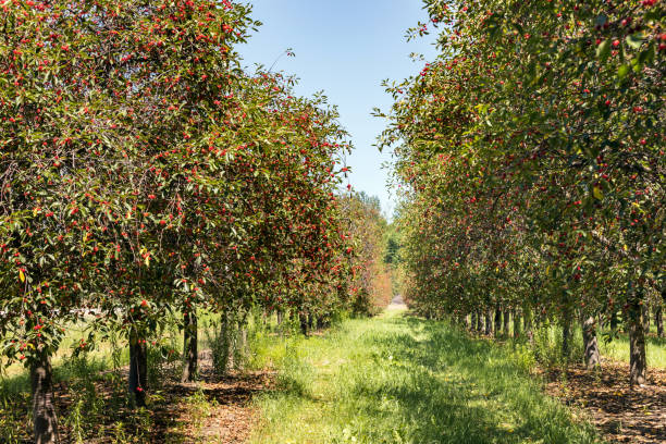 Cherry Trees filled with Ripe Berries in Cherry Orchard in Northern Michigan Cherry Trees with Ripe Cherries. Ripe cherries hang from branches in a cherry orchard near Traverse City Michigan michigan farmland stock pictures, royalty-free photos & images