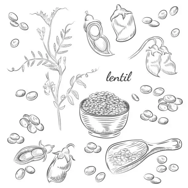 Vector illustration of Lentil plant hand drawn illustration.