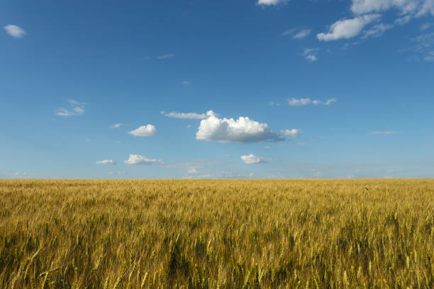 istock Golden wheat field at cloudy day 933126460
